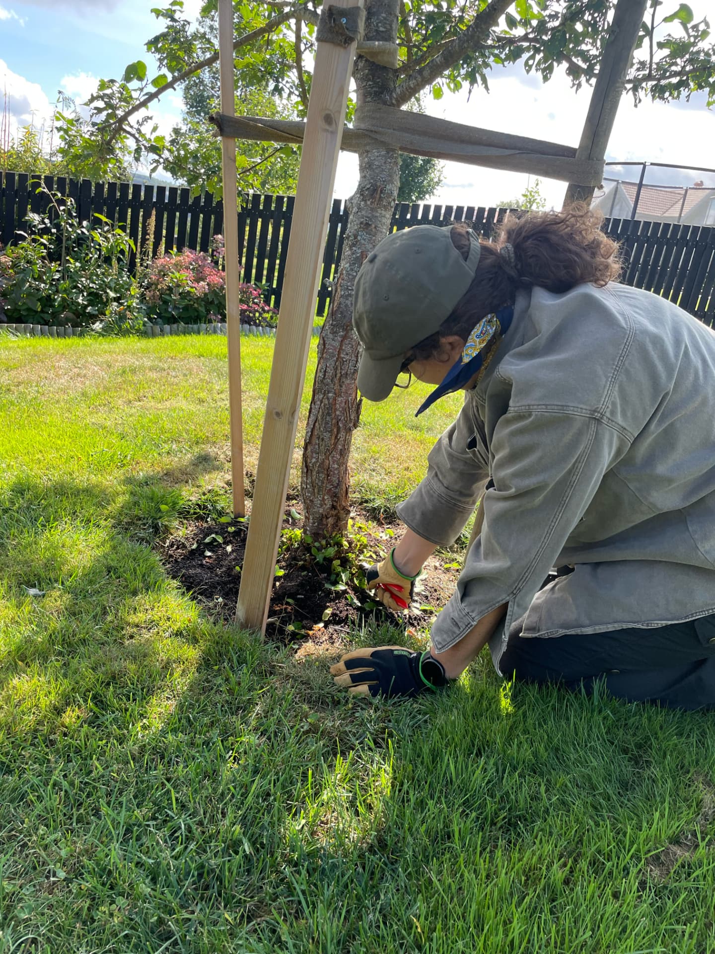 Ogräsrensning och plantering vid en trädstam i Fristad