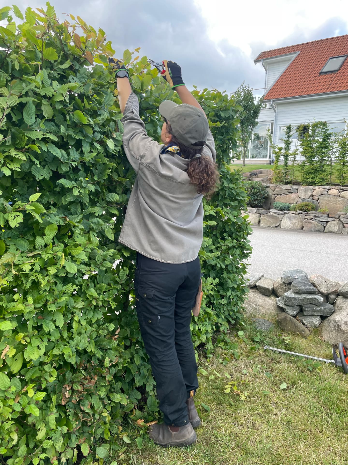 Karin klipper en avenbokshäck